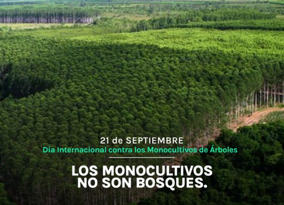 Los monocultivos no son bosques Los monocultivos no son bosques