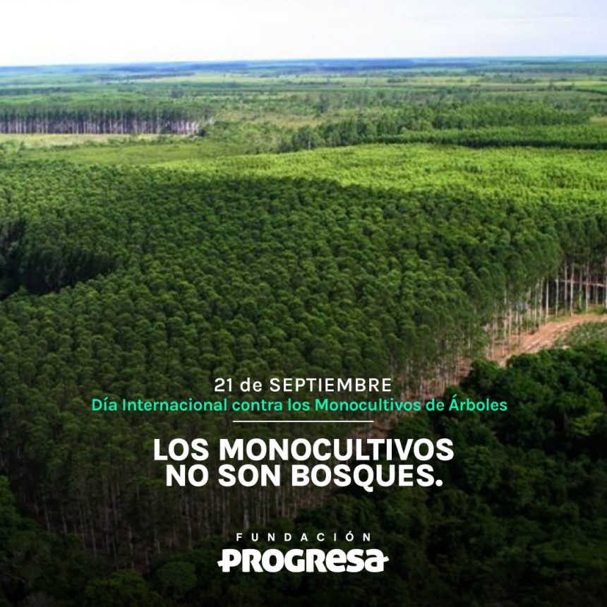 Los monocultivos no son bosques